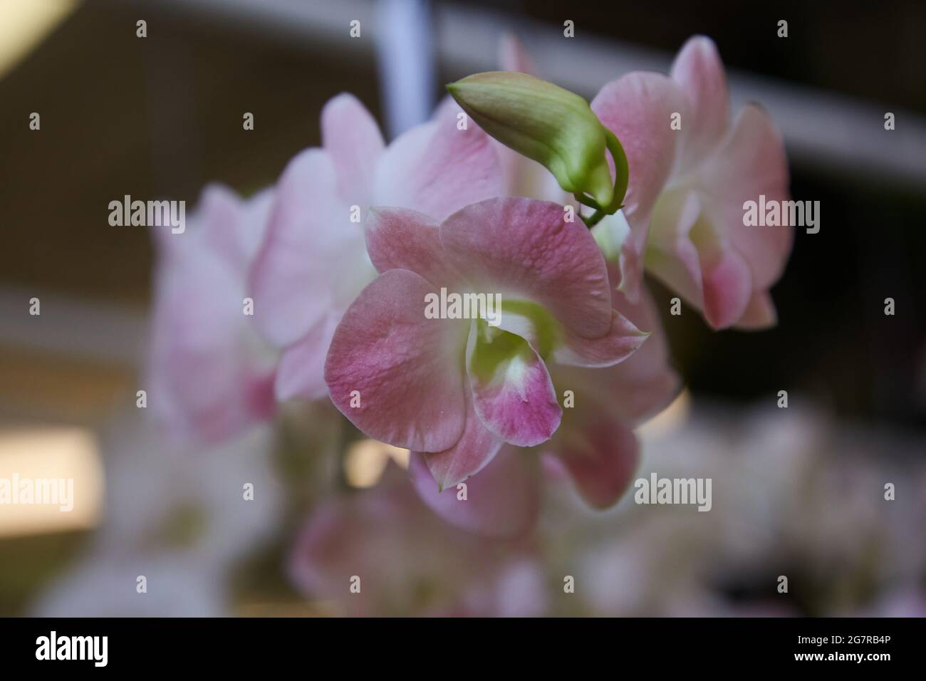 Orchidées de Dendrobium, fleurs d'orchidées, Siam Paragon, centre commercial, Pathum WAN, Bangkok, Thaïlande, Asie Banque D'Images