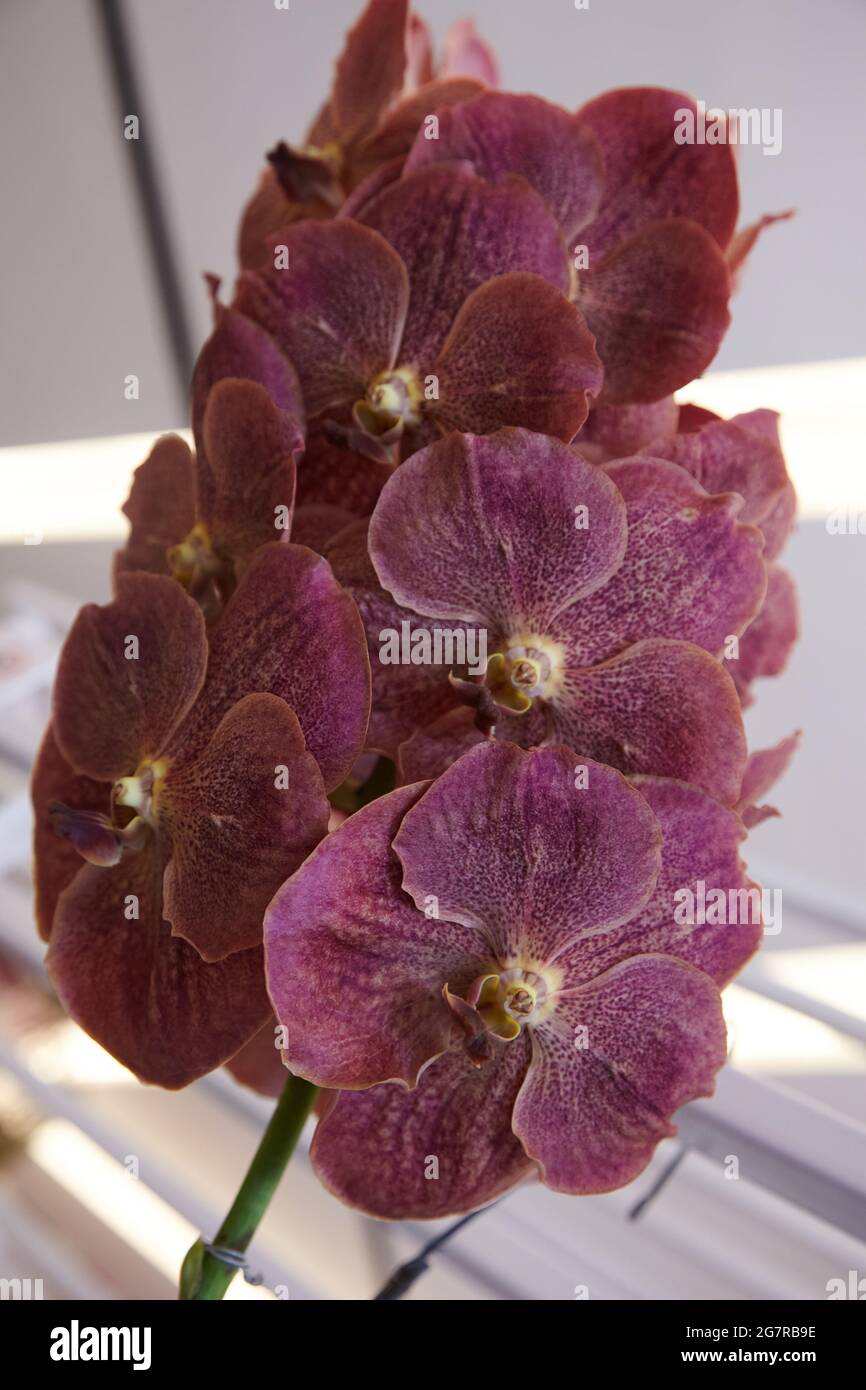 Orchidées Phalaenopsis, orchidées Moth, fleurs d'orchidées, Siam Paragon, centre commercial, Pathum WAN, Bangkok, Thaïlande, Asie Banque D'Images