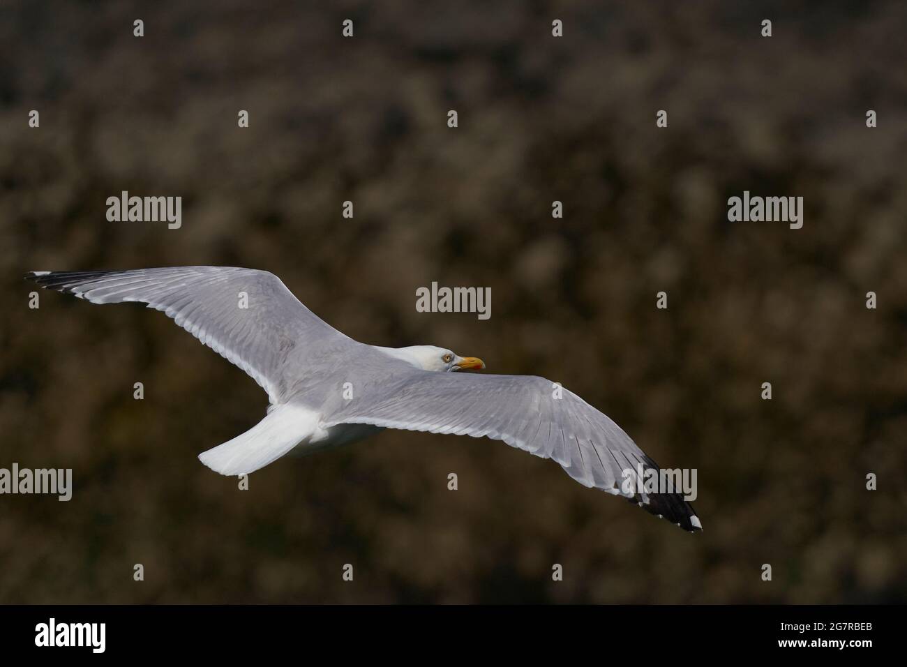 Goéland argenté (Larus argentatus) volant le long de la côte de l'île Skomer à Pembrokeshire, au pays de Galles, au Royaume-Uni. Banque D'Images