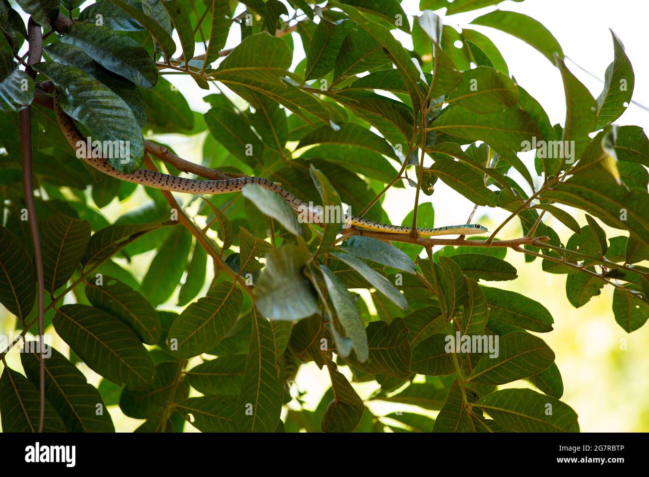 Une couleuvre tachetée (Philothamnus semivariegatus) sur une branche dans le sud de Lunagwa, Mfuwe, Zambie Banque D'Images