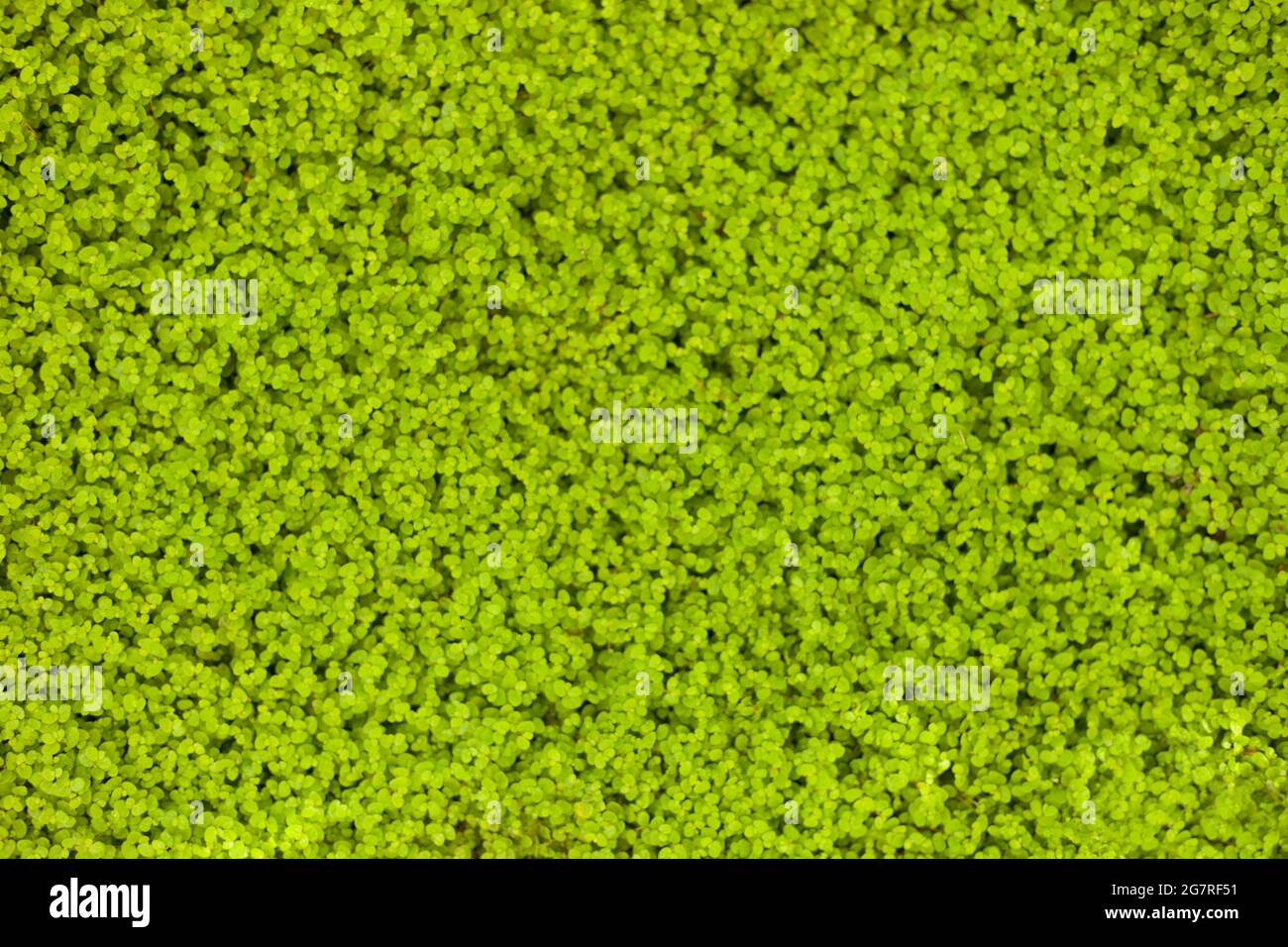 vue de dessus de l'image d'herbe floue pour l'arrière-plan ou le papier peint. Toile de fond des feuilles vertes. Feuillage. Vue de dessus. Pas de mise au point. Arrière-plan de la nature. Gros plan. Banque D'Images