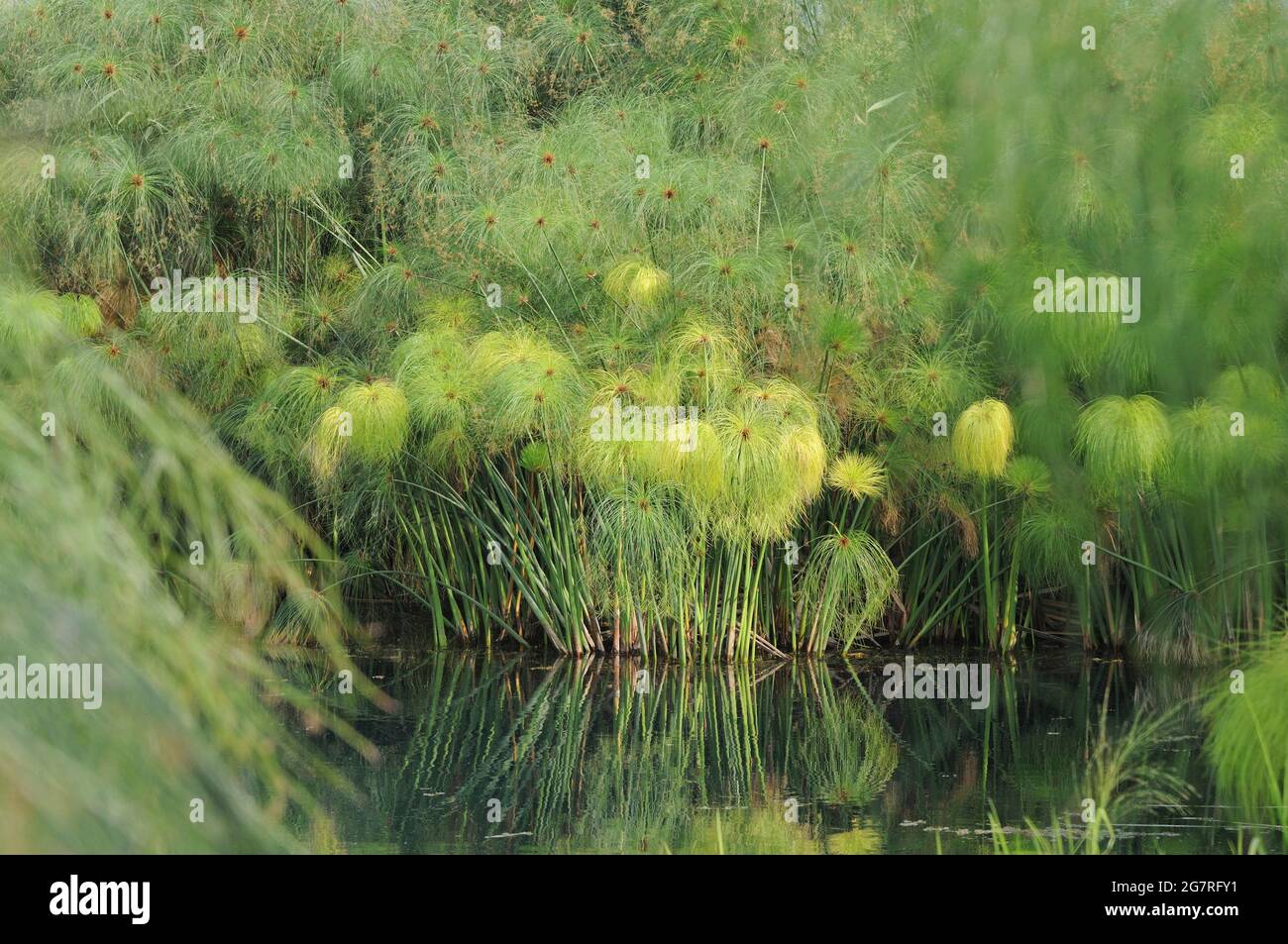 Carex de papyrus (Cyperus papyrus), fonte Ciane, province de Syracuse, Sicile, Italie Banque D'Images