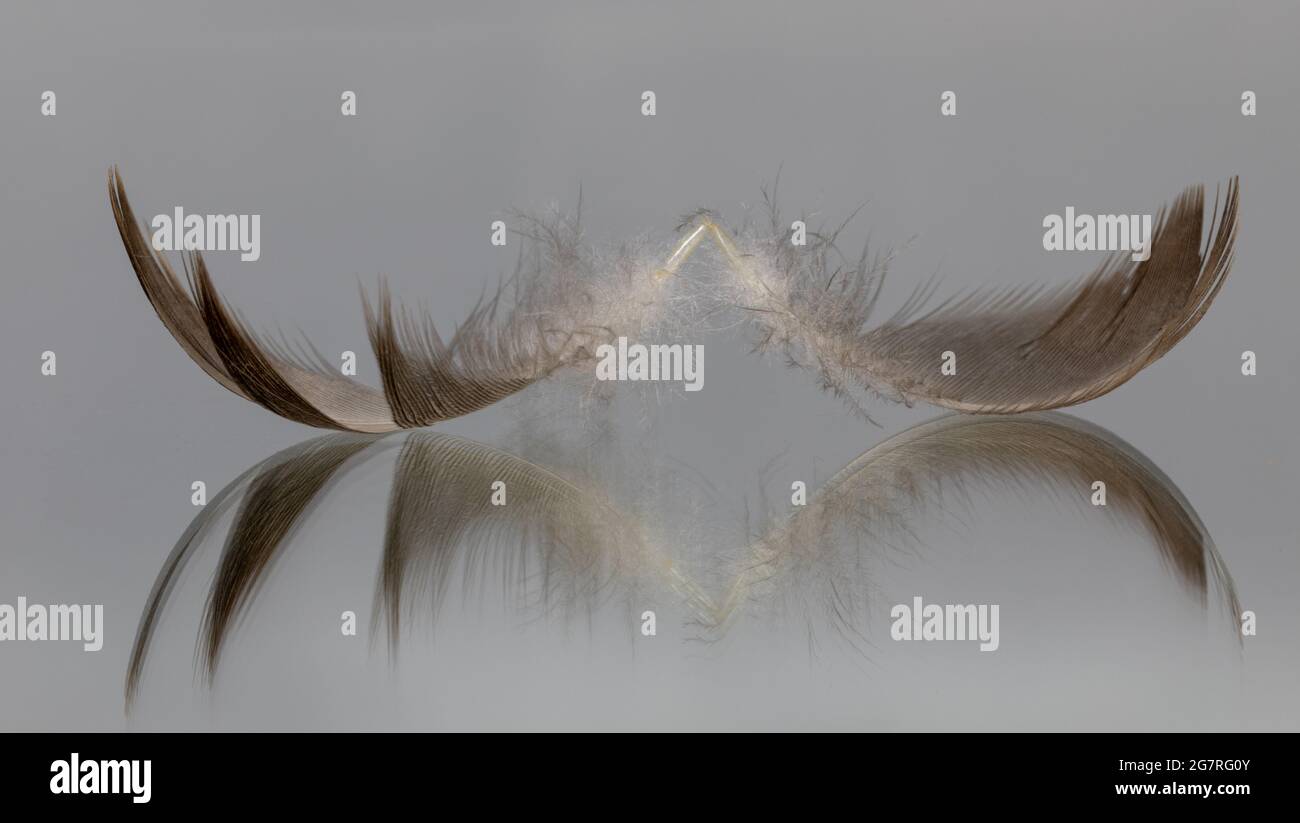 plume d'oiseau avec réflexion isolée sur fond gris Banque D'Images