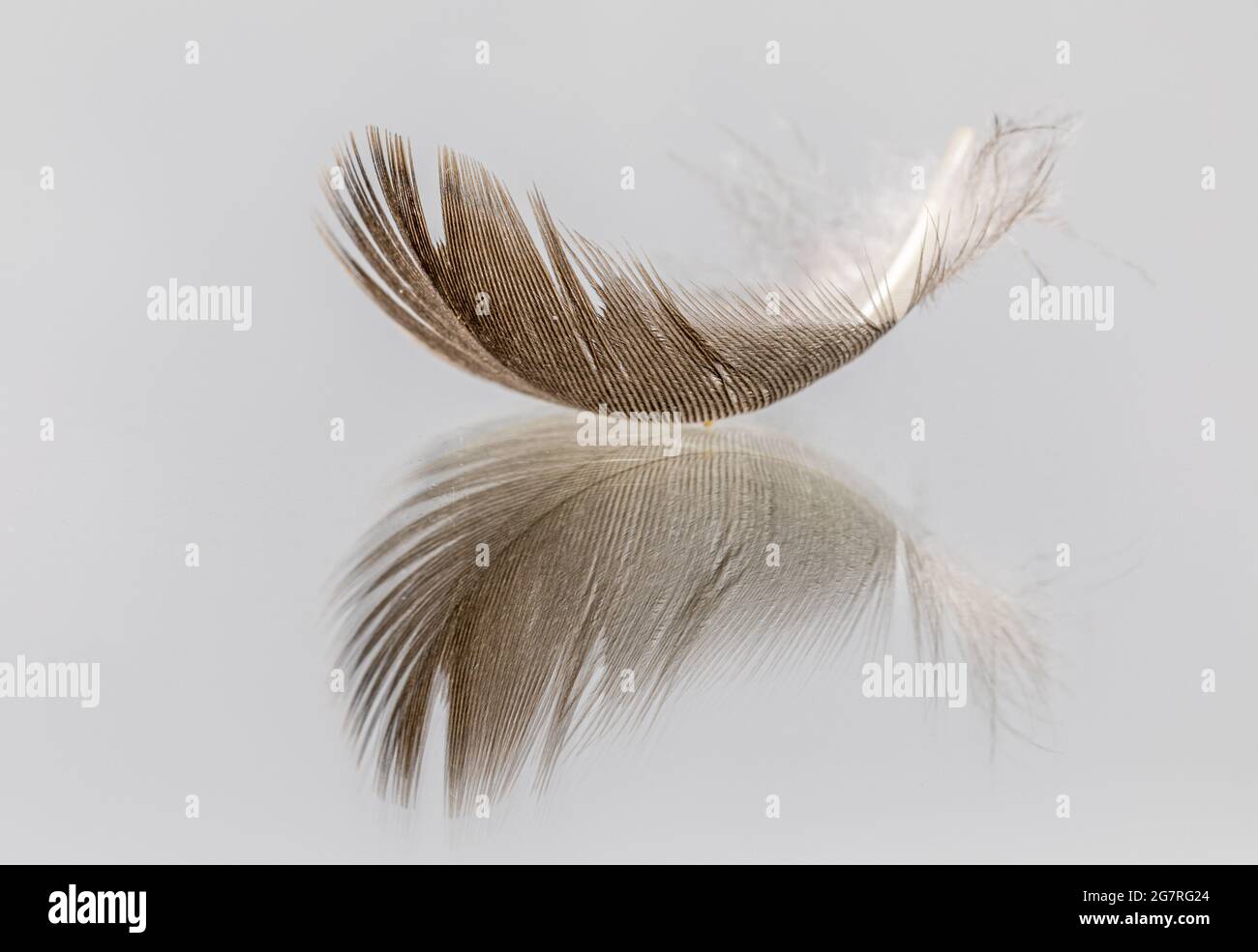 Oiseau de plumes Banque de photographies et d’images à haute résolution
