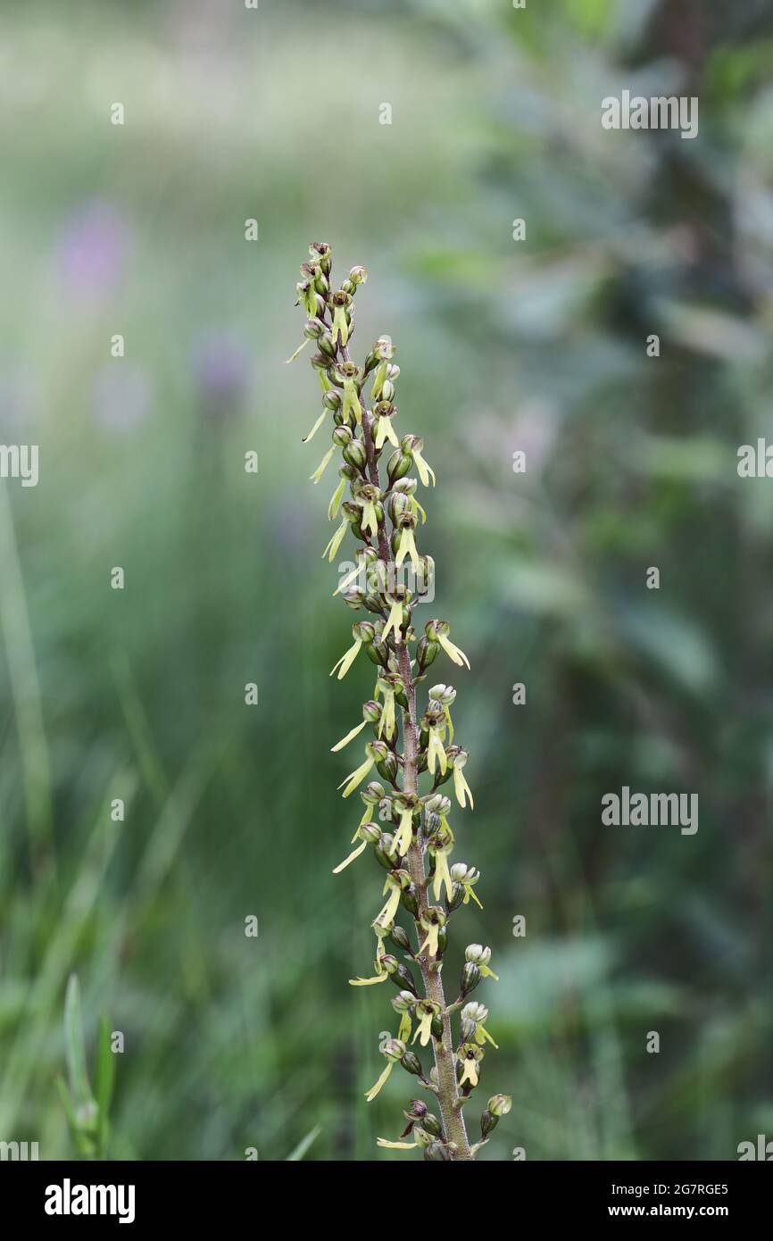 Lame de Twayblade commune (Neottia ovata), Flower, North Pennines, Comté de Durham, Royaume-Uni Banque D'Images