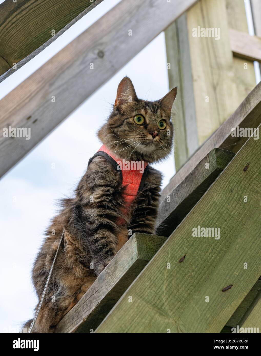 Chat mignon avec son nouveau harnais rose qui se rafraîchit sur une tour d'observation des oiseaux en bois dans le parc. Chaton moelleux appréciant sa promenade dans le parc. Chat sur un leach à la recherche de prier. Chasse sauvage aux oiseaux Banque D'Images