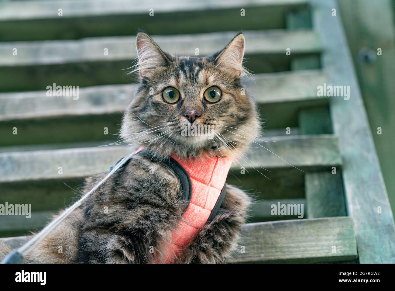 Chat mignon avec son nouveau harnais rose qui se rafraîchit sur une tour d'observation des oiseaux en bois dans le parc. Chaton moelleux appréciant sa promenade dans le parc. Chat sur un leach à la recherche de prier. Chasse sauvage aux oiseaux Banque D'Images