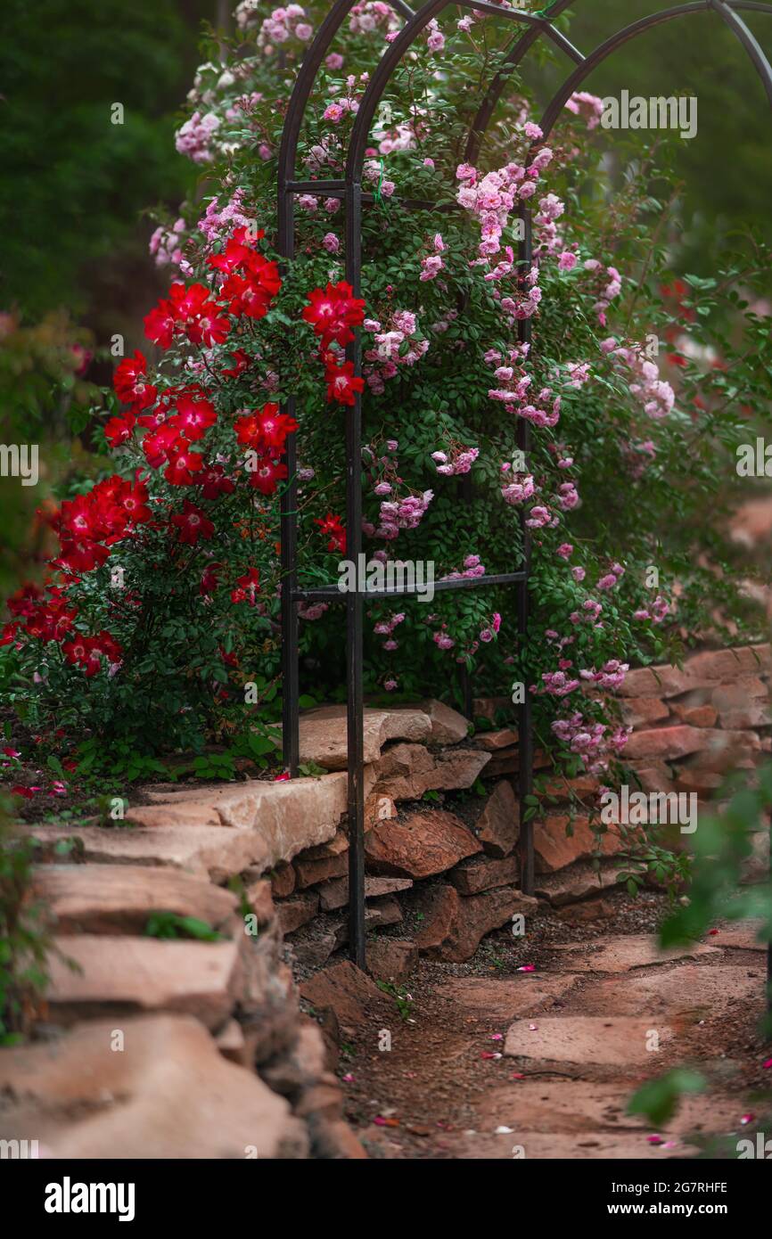 Beau jardin avec rosiers en fleurs en été Banque D'Images