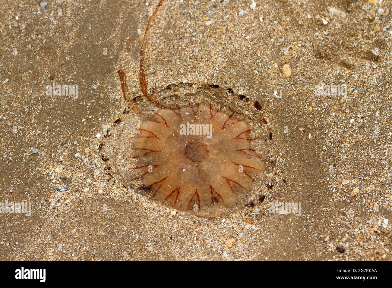Le méduse Compass possède des marquages en V distinctifs et est un visiteur courant des eaux côtières en été. Leurs 24 tentacules piquant Banque D'Images