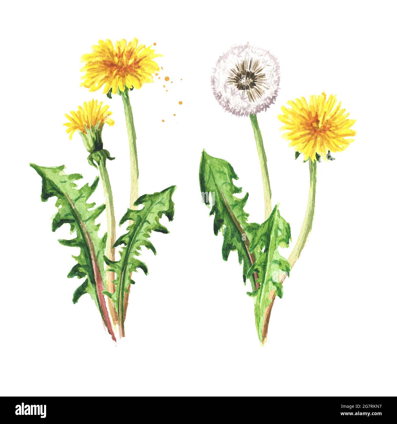 Ensemble de fleurs de pissenlit de plantes médicales sauvages, illustration  à la main aquarelle isolée sur fond blanc Photo Stock - Alamy