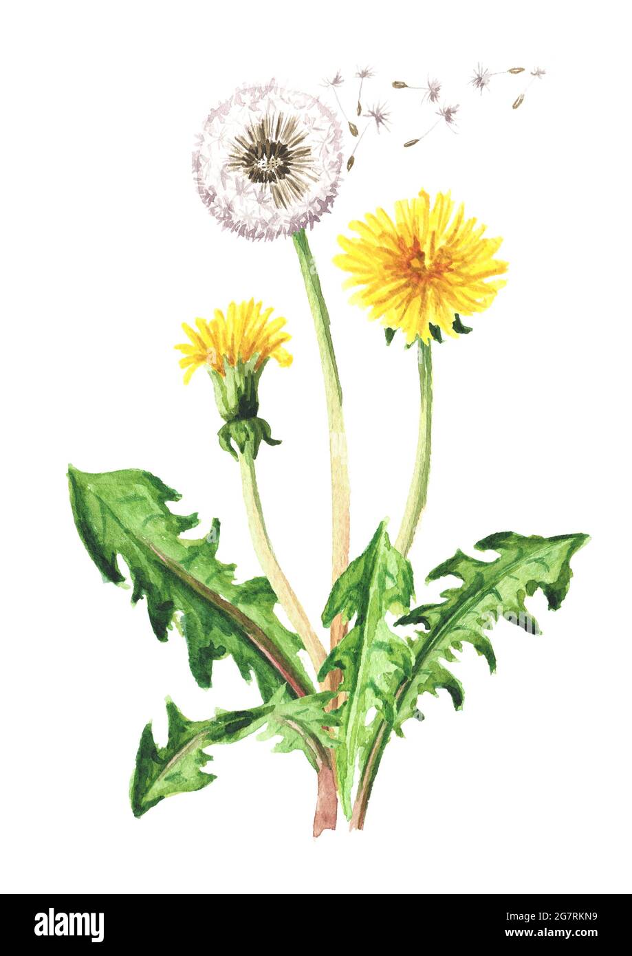 Plante médicale sauvage pissenlit fleur. Aquarelle illustration dessinée à  la main isolée sur fond blanc Photo Stock - Alamy