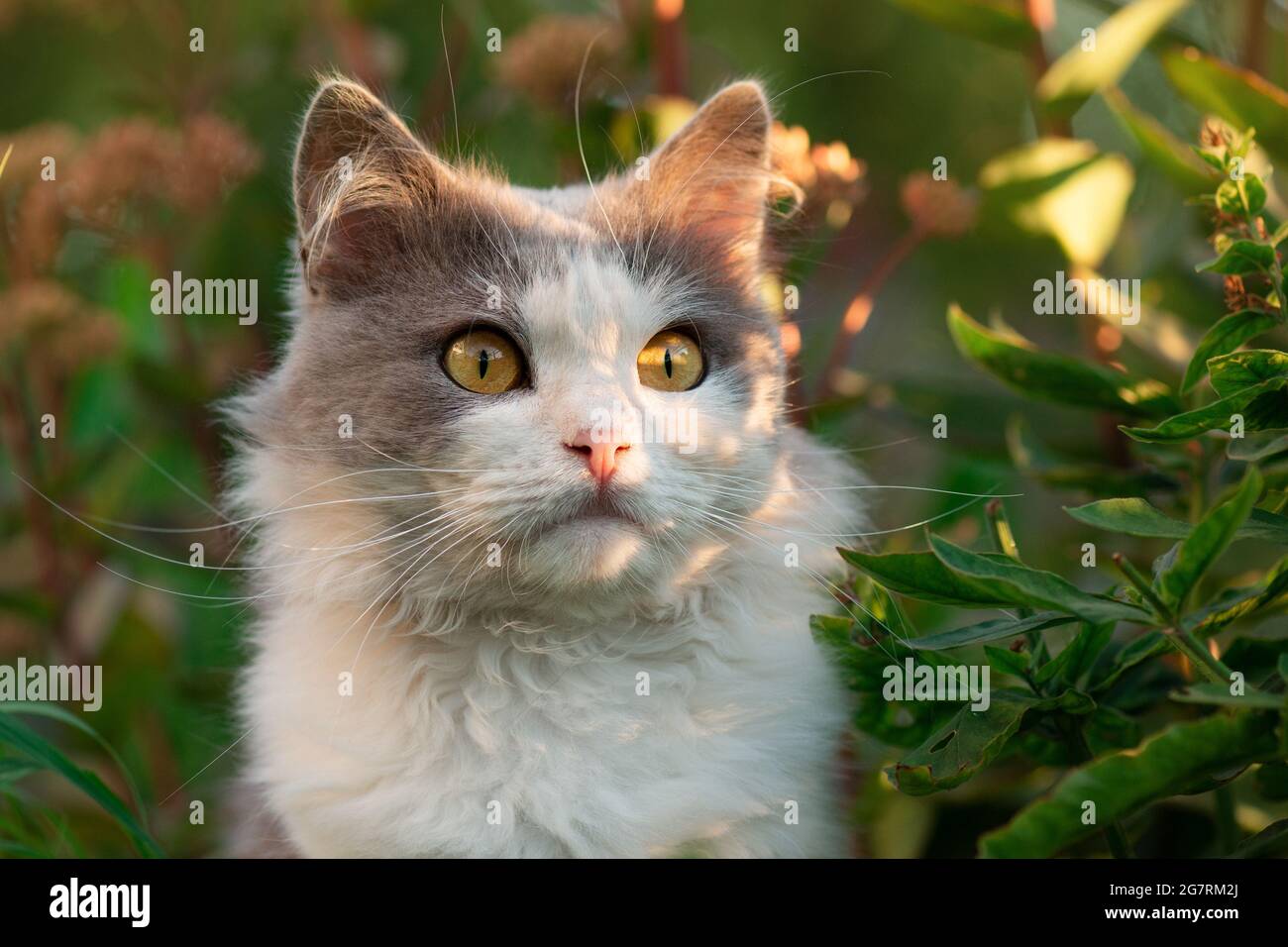Chat A Poils Longs Britannique S Amusant En Plein Air Chat Mignon Avec De Longs Whiskers Stupefaction Chat Gris Et Blanc Couche Photo Stock Alamy