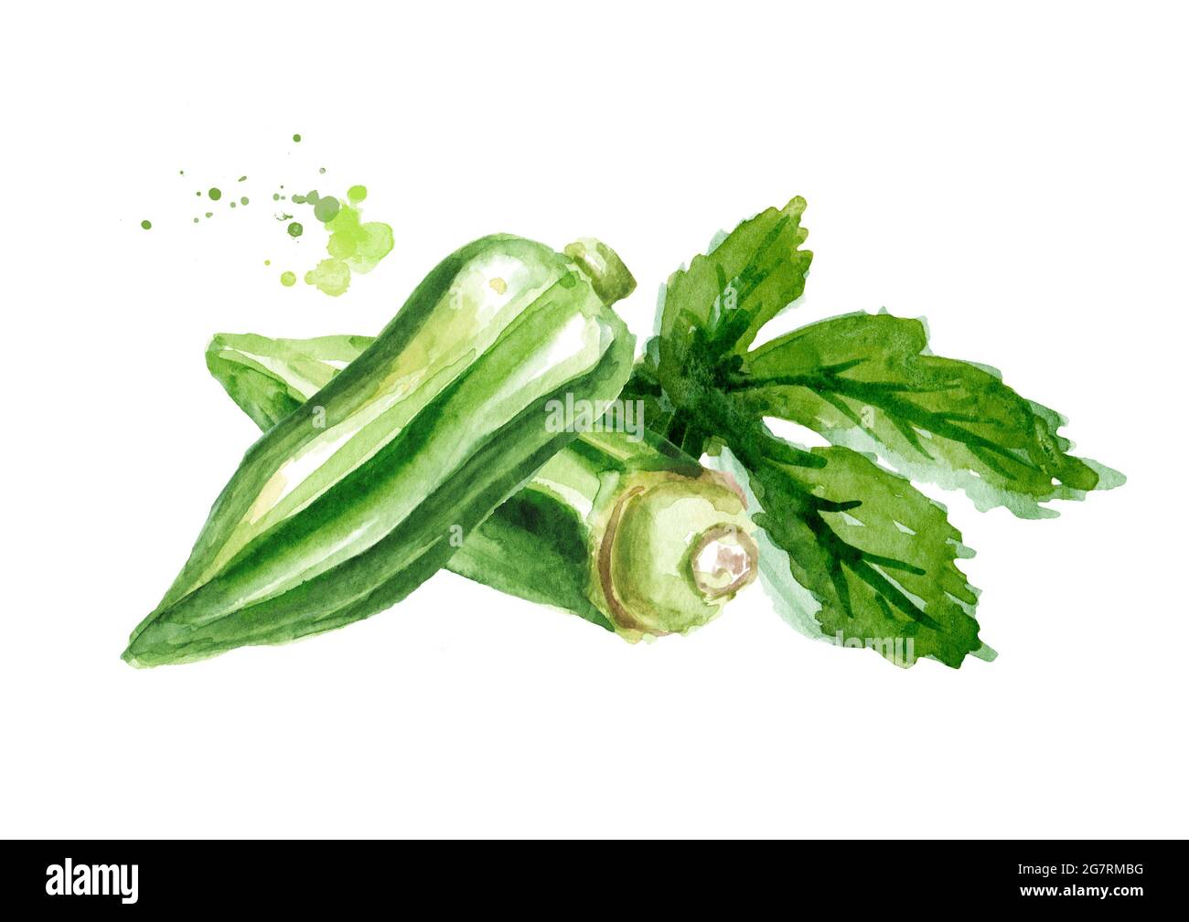 Okra frais avec feuille, dessin à la main aquarelle illustration isolée sur fond blanc Banque D'Images