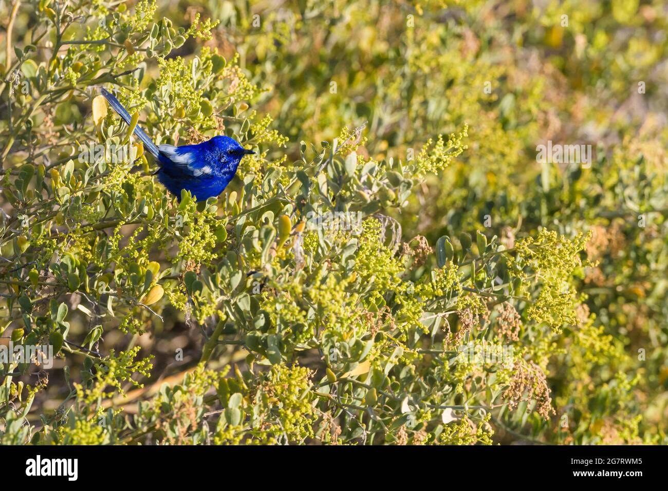 Le fairywren solitaire à ailes blanches, présent dans le plumage reproductrice, est perché sur un arbuste à Osprey Bay, sur la côte de Ningaloo en Australie occidentale. Banque D'Images