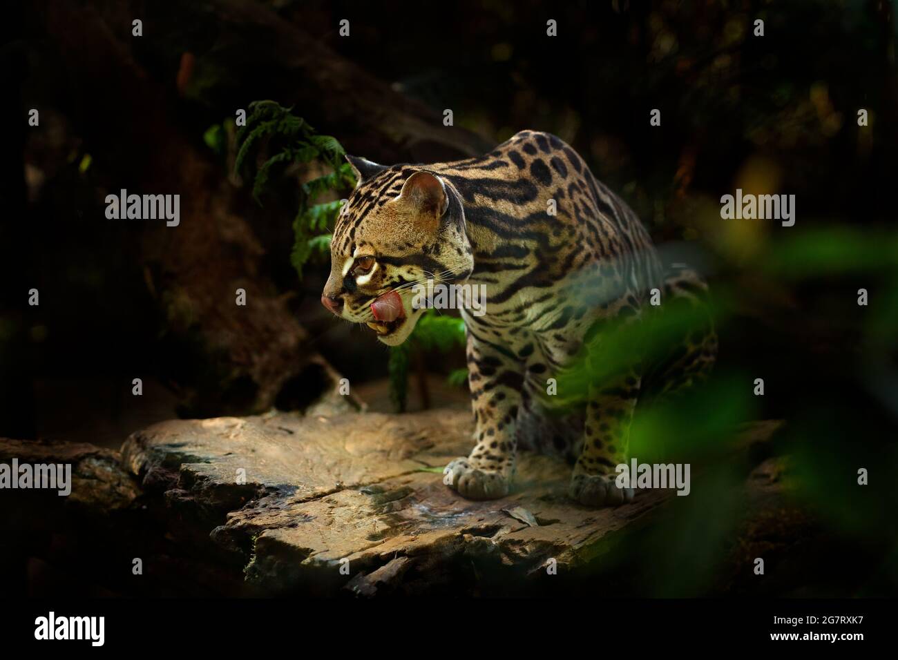 Ocelot, joli chat, assis sur la branche dans la forêt tropicale verte. Portrait détaillé chat margay, Leopardus wiedii, dans la forêt tropicale. Animal dans le Banque D'Images