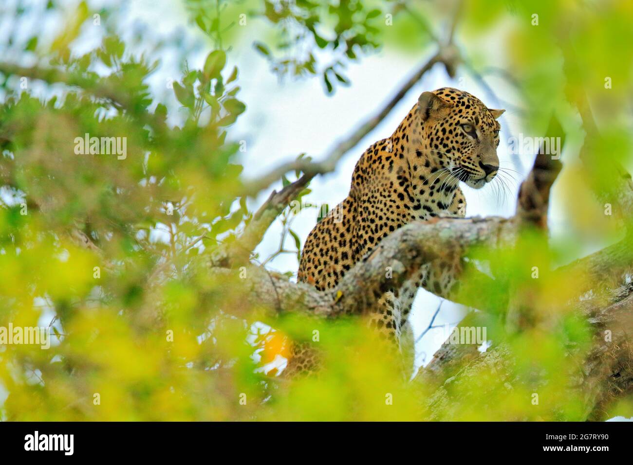 Léopard du Sri Lanka, Panthera pardus kotiya, grand chat tacheté allongé sur l'arbre dans l'habitat naturel, parc national de Yala, Sri Lanka. Leorad caché Banque D'Images