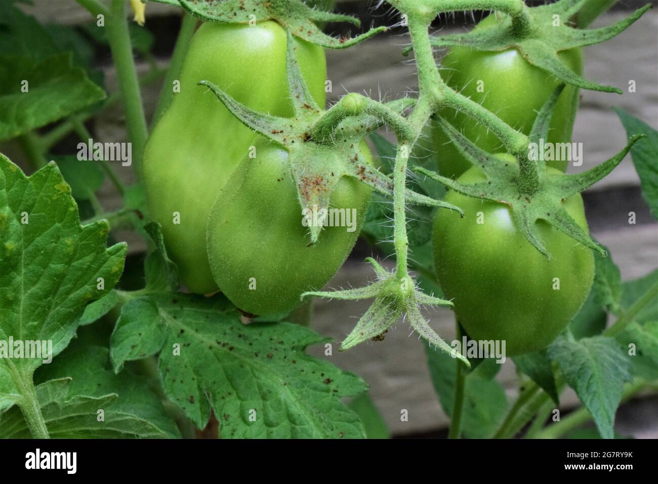 Tomates vertes non mûres sur la tige comme un gros plan Banque D'Images