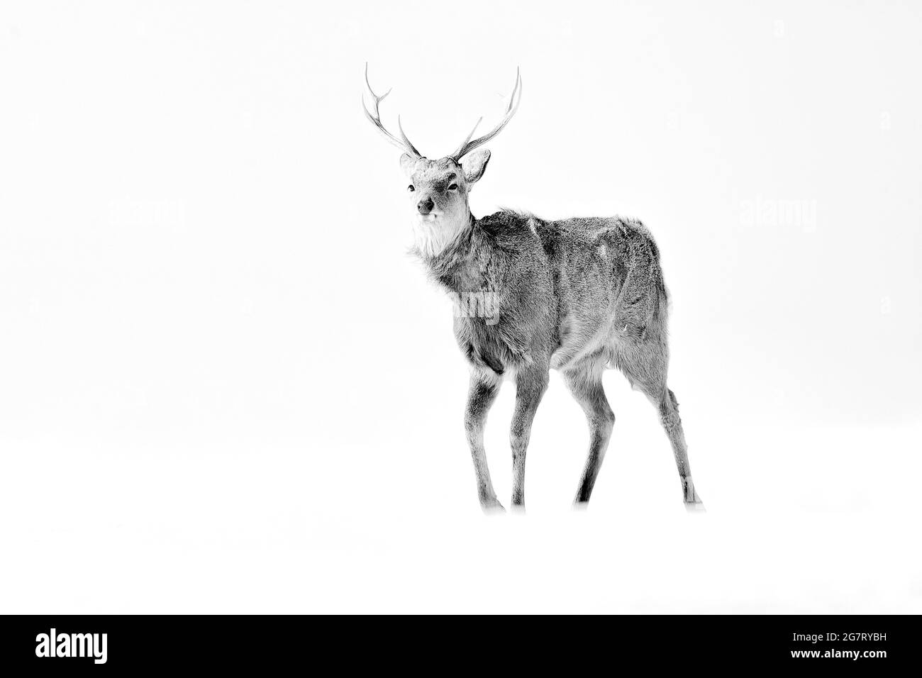 Le cerf de Hokkaido sika, Cervus nippon yesoensis, sur la prairie enneigée, les montagnes d'hiver en arrière-plan, animal avec des bois dans l'habitat naturel. Banque D'Images