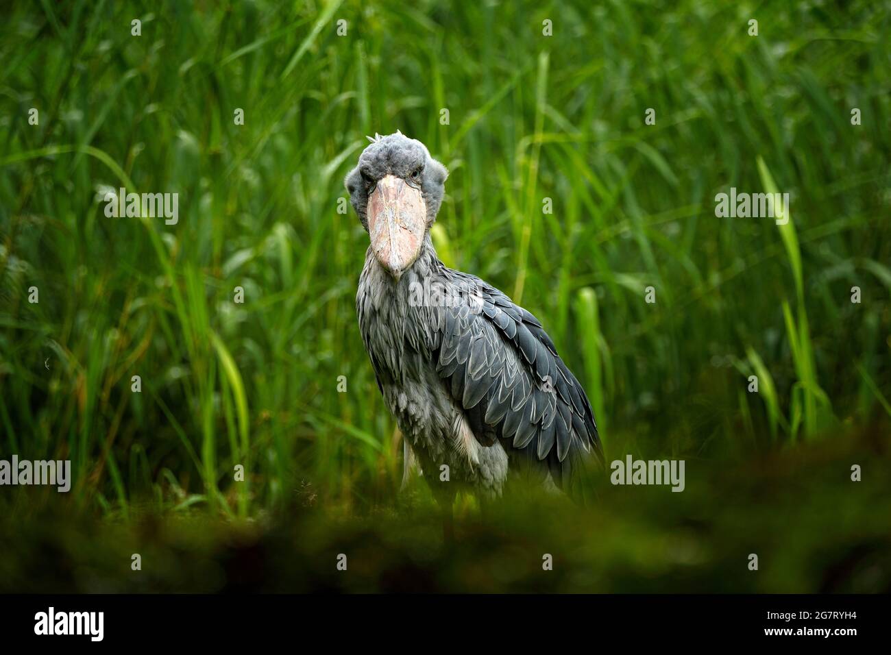 Shoebill, Balaeniceps rex, caché dans la végétation verte. Portrait d'un grand oiseau à bec, Ouganda. Observation des oiseaux en Afrique. Shoebill dans la grande manne verte Banque D'Images