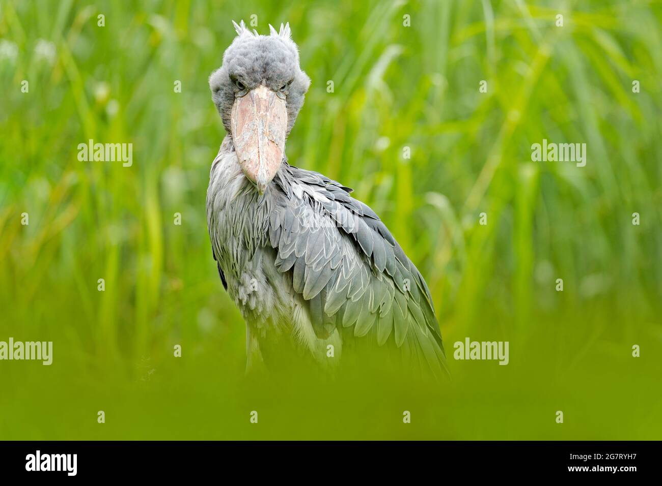 Shoebill, Balaeniceps rex, caché dans la végétation verte. Portrait d'un grand oiseau à bec, Ouganda. Observation des oiseaux en Afrique. Banque D'Images