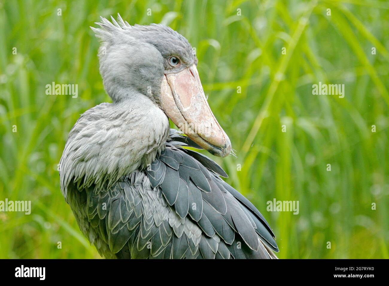 Shoebill, Balaeniceps rex, caché dans la végétation verte. Portrait d'un grand oiseau à bec, Ouganda. Observation des oiseaux en Afrique. Banque D'Images