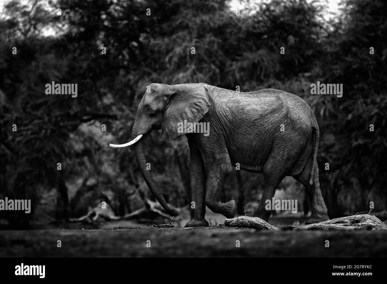 Vue sur l'art noir et blanc dans la nature. Éléphant à Mana pools NP, Zimbabwe en Afrique. Grand animal dans la vieille forêt. Scène magique de la faune dans la nature. Africain Banque D'Images