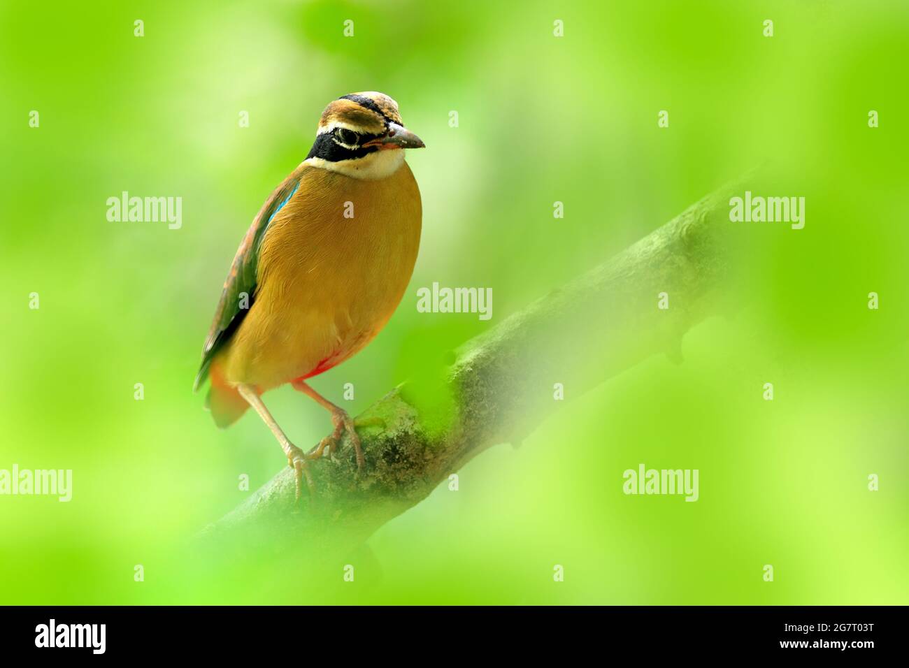 Pitta indien, Pitta brachyura, dans le magnifique habitat naturel, parc national de Yala, Sri Lanka. Oiseau rare dans la végétation verte. Animal d'Asie. Donc Banque D'Images