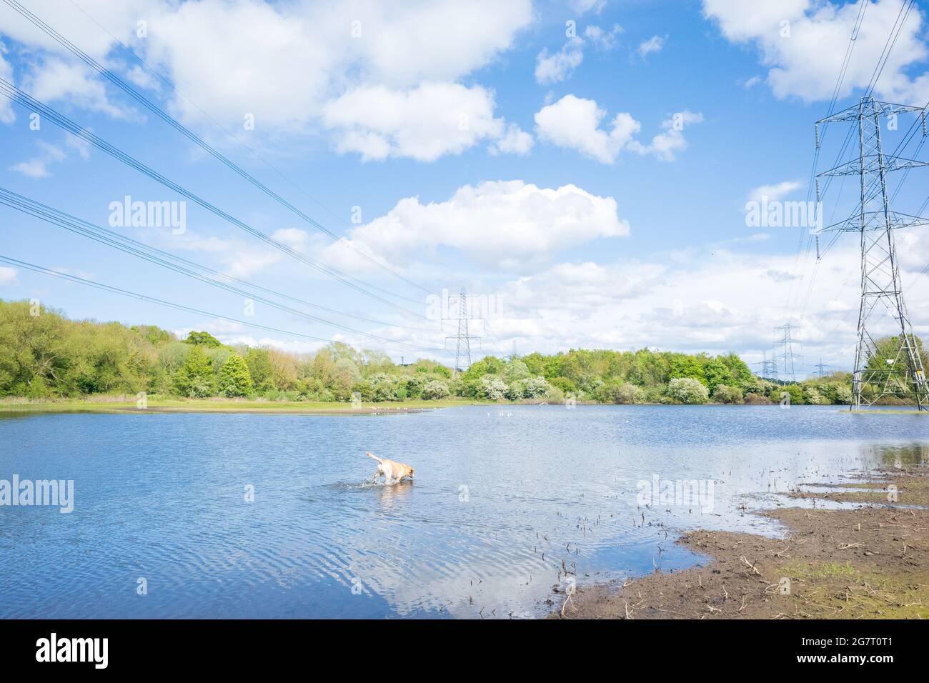 Newburn Royaume-Uni: 24 mai 2021: Terres agricoles inondées au récif de Throckley (Reigh), dans le nord de l'Angleterre. Terrain inondé de pylônes électriques Banque D'Images