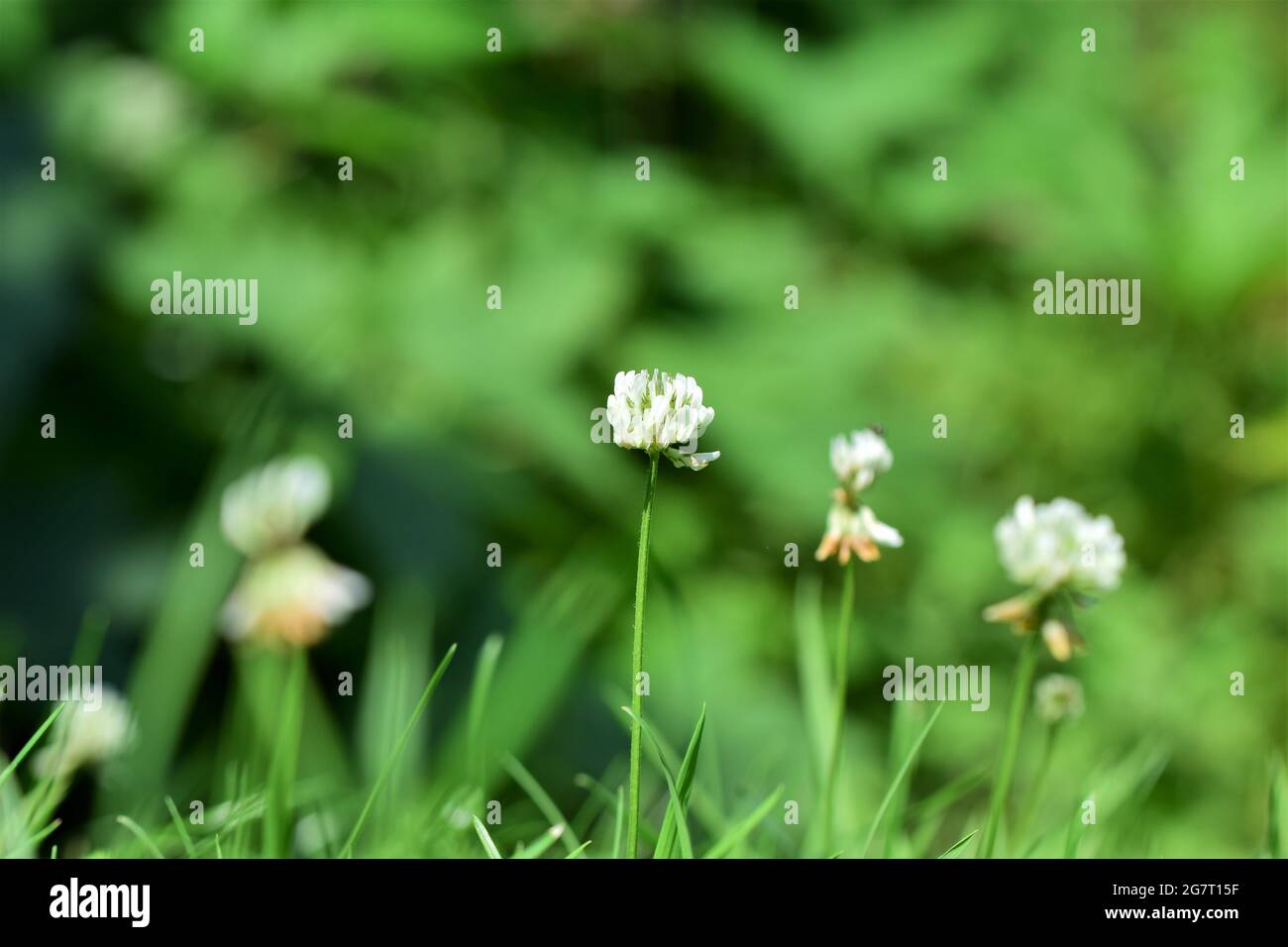 Le trèfle blanc s'épanouit sur un fond vert flou Banque D'Images