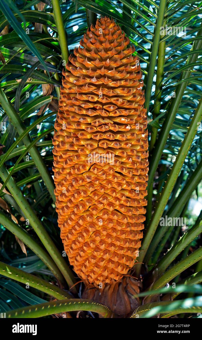 Cône mâle de palmier sagou (Cycas Revoluta), Minas Gerais, Brésil Banque D'Images