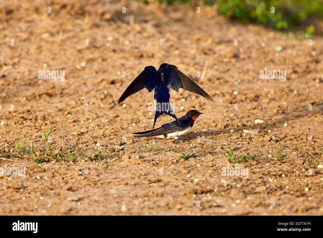 (Hirundo rustica) est un oiseau insectivore et migrateur de l'ordre des Passériformes Banque D'Images