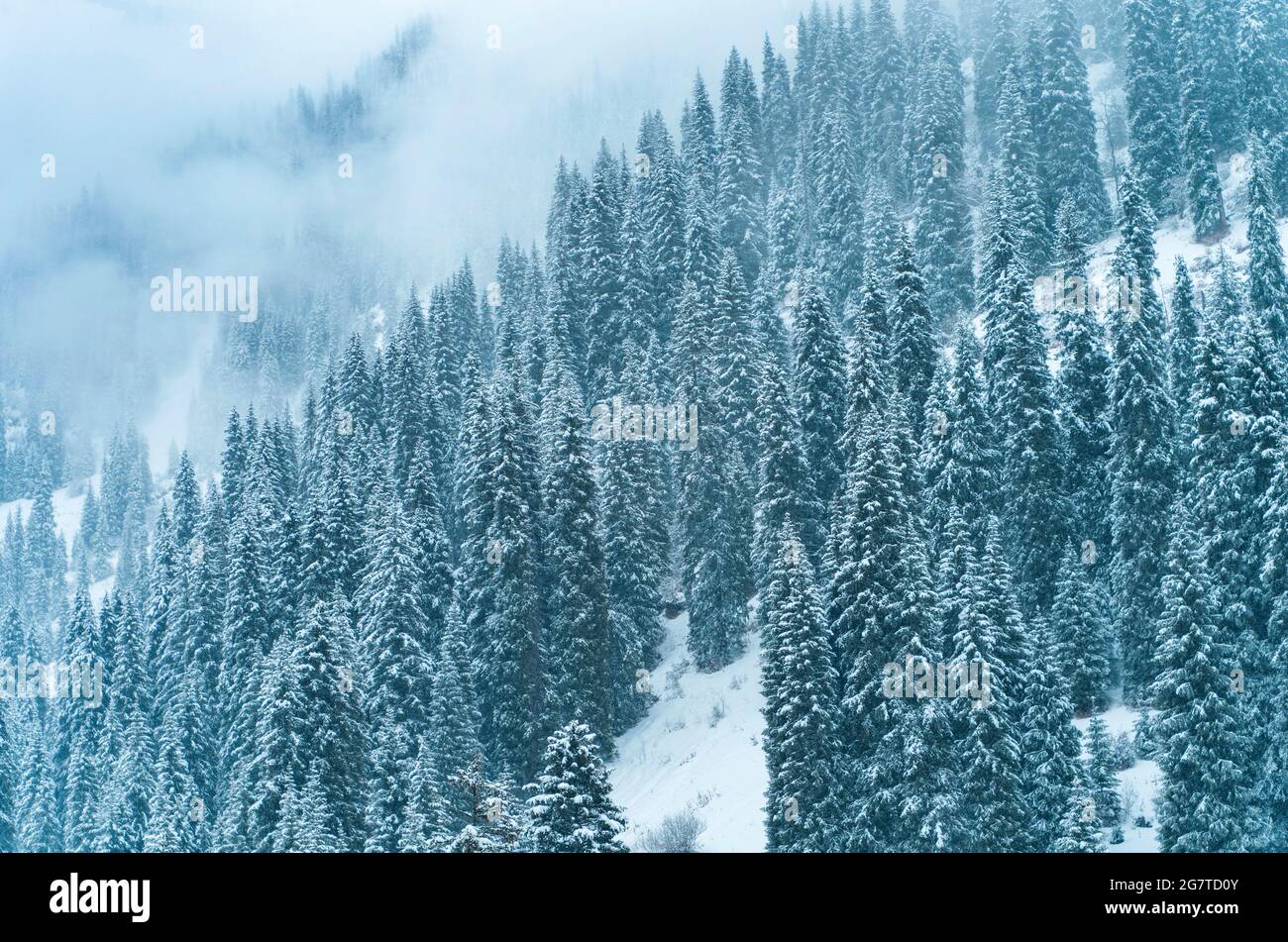 Forêt couverte de neige en hiver dans les montagnes pendant les chutes de neige et le brouillard. Banque D'Images