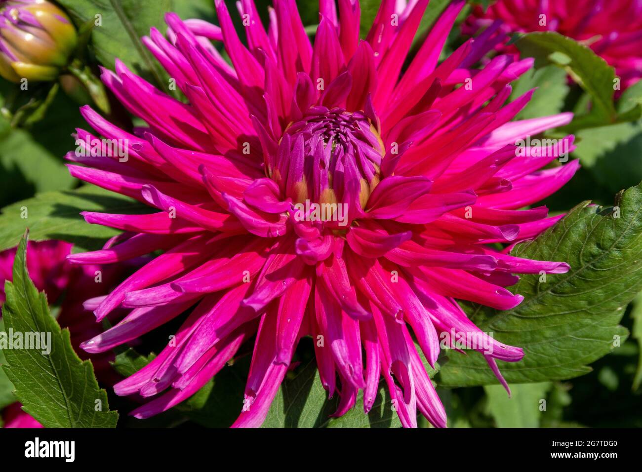 Dahlia 'Purple Gem' Banque D'Images