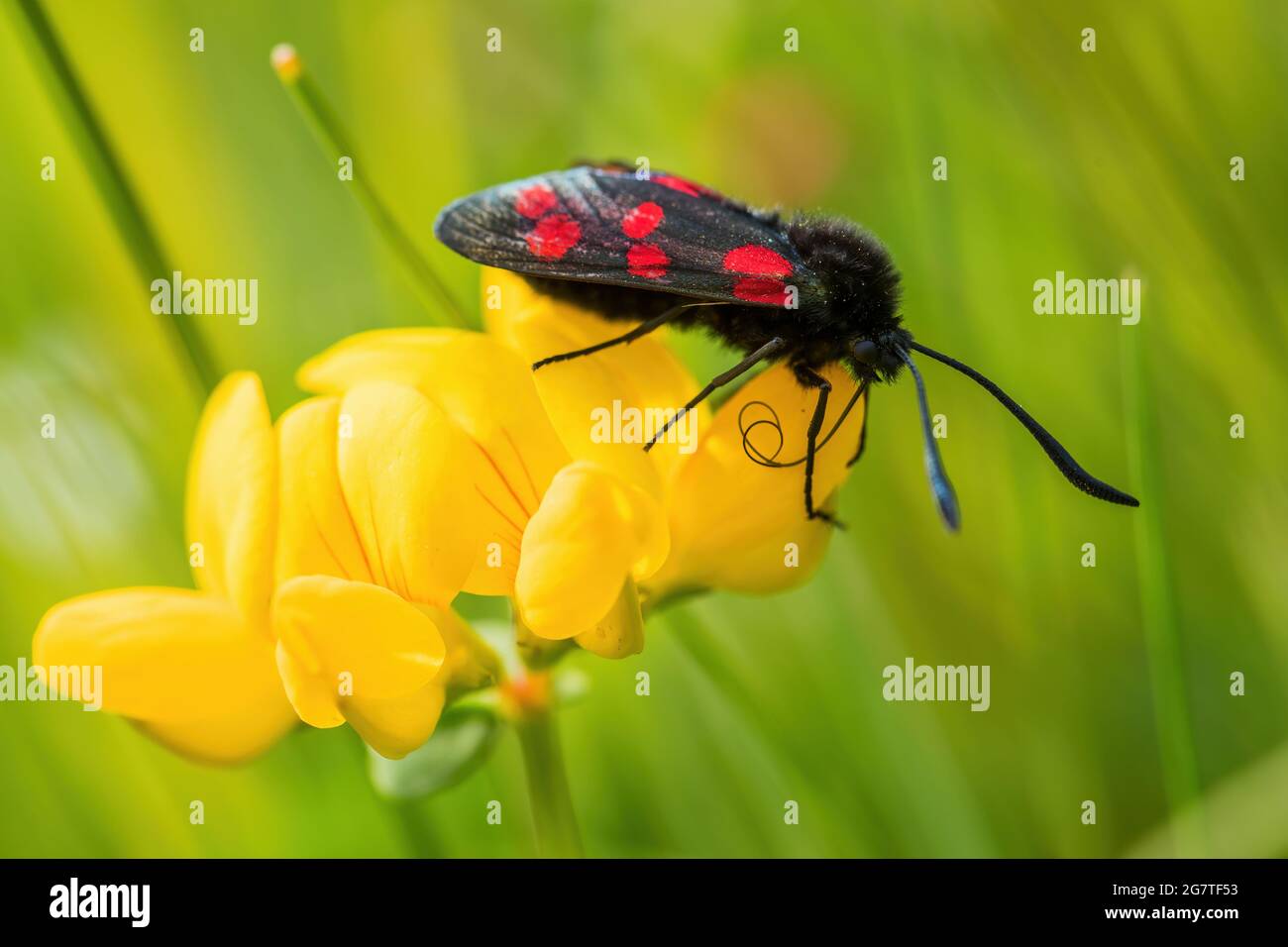 Burnet à six taches - Zygaena filipendulae, beau papillon spécial des prés et jardins européens, Runde, Norvège. Banque D'Images