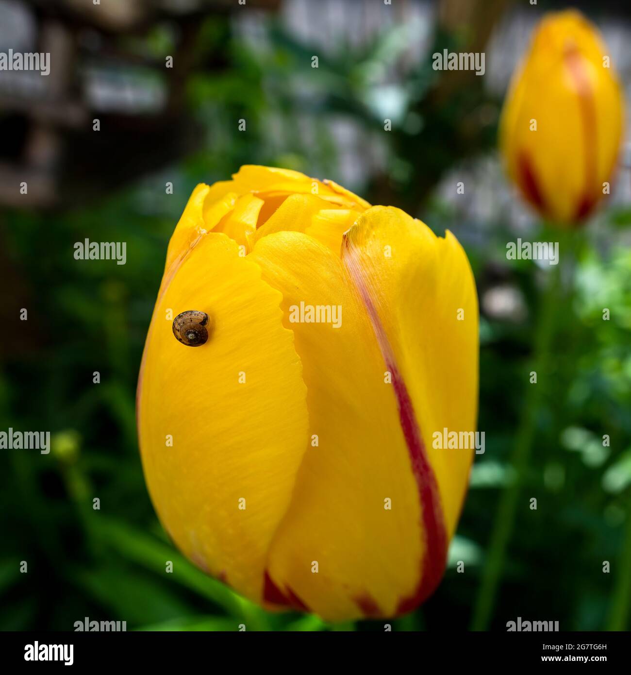 Petit escargot sur une tulipe jaune (tulipa) en fleur dans le jardin. Banque D'Images
