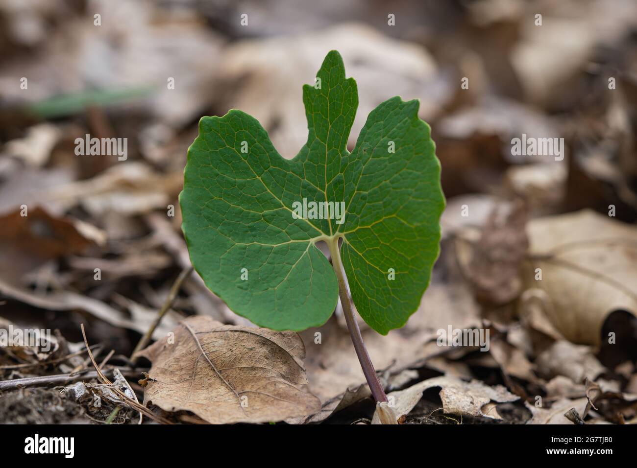 Usine de bloodroot dans la forêt de Springtime Banque D'Images