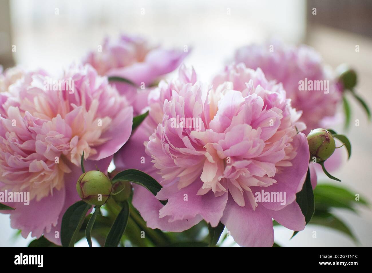 Gros plan sur un bouquet de pivoines roses fraîches, concept saisonnier  Photo Stock - Alamy
