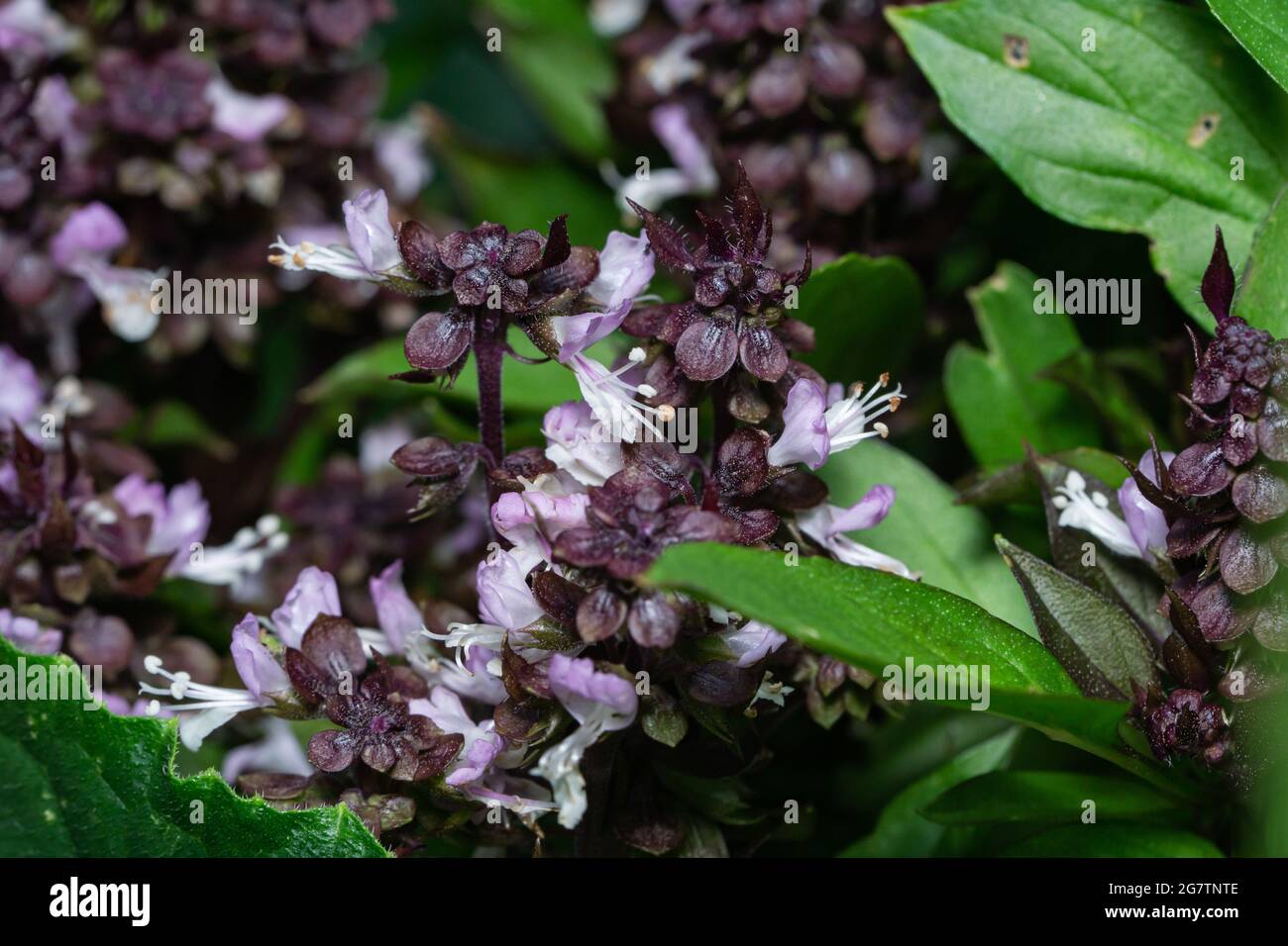 Fleurs de basilic thaïlandais en fleur Banque D'Images