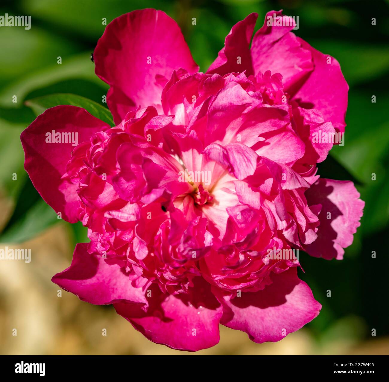 Gros plan sur le portrait floral naturel de Paeonia lactiflora 'Félix Crousse', pivoine 'Félix Crousse' Banque D'Images