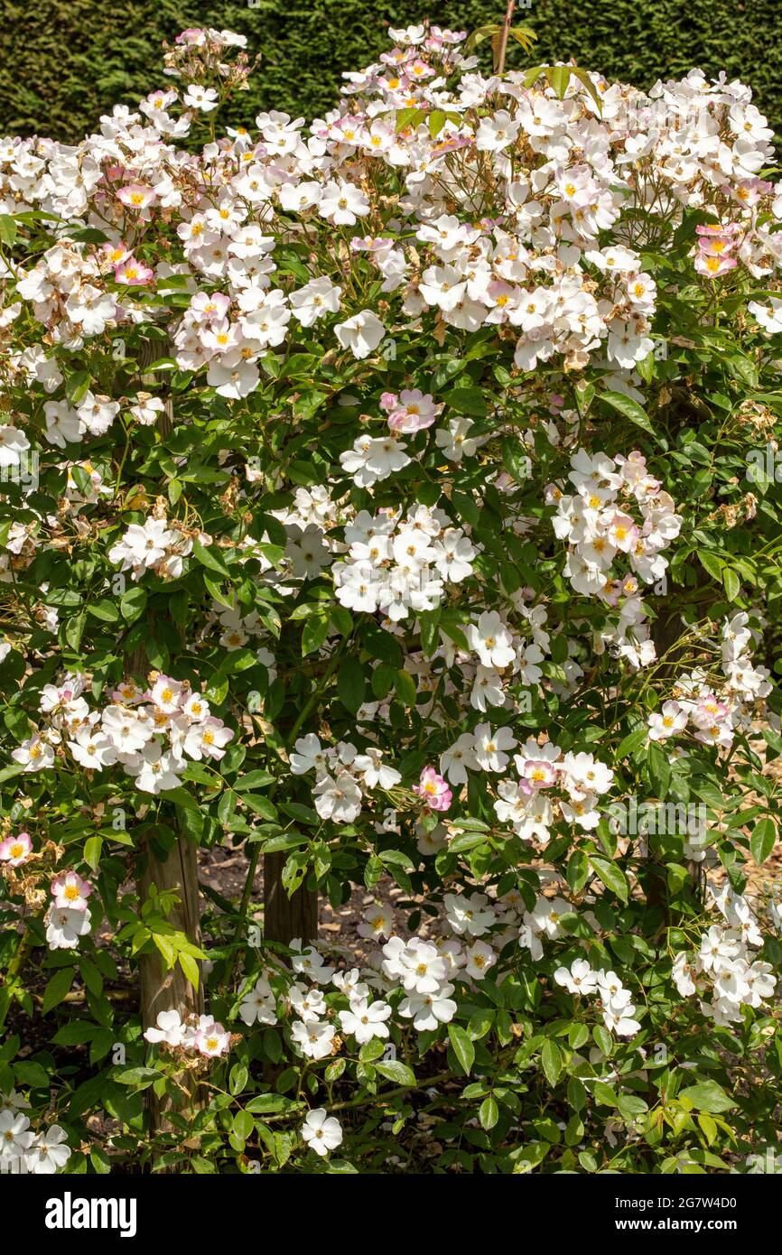 Rosa 'Francis E. Lester', rose 'Francis E. Lester' fleurs en gros plan, portrait naturel de plantes Banque D'Images