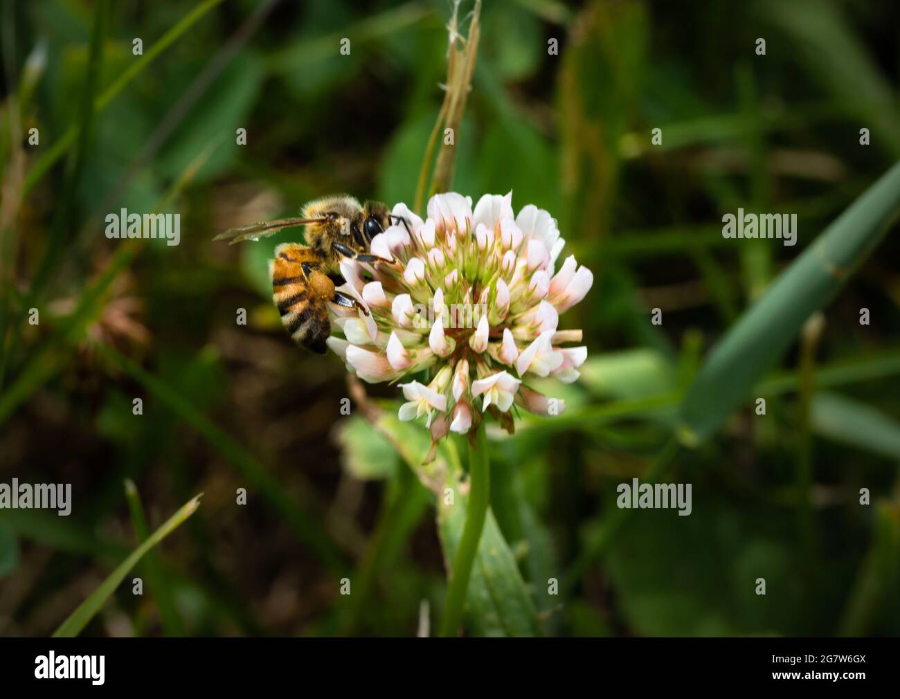 Abeille sur fleur de trèfle Banque D'Images