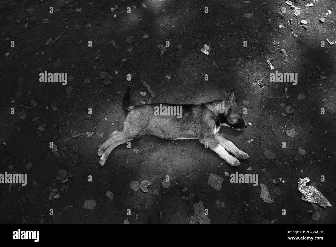 Un chien dort Banque D'Images