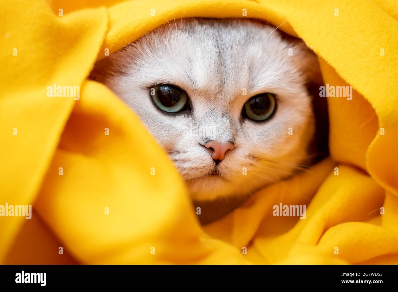 Chat Dans Le Stress Et La Depression Il Avait Peur Et Se Cachait Dans Un Plaid Jaune Concept Psychologique Animal Se Preparant Pour L Hiver Froid Photo Stock Alamy