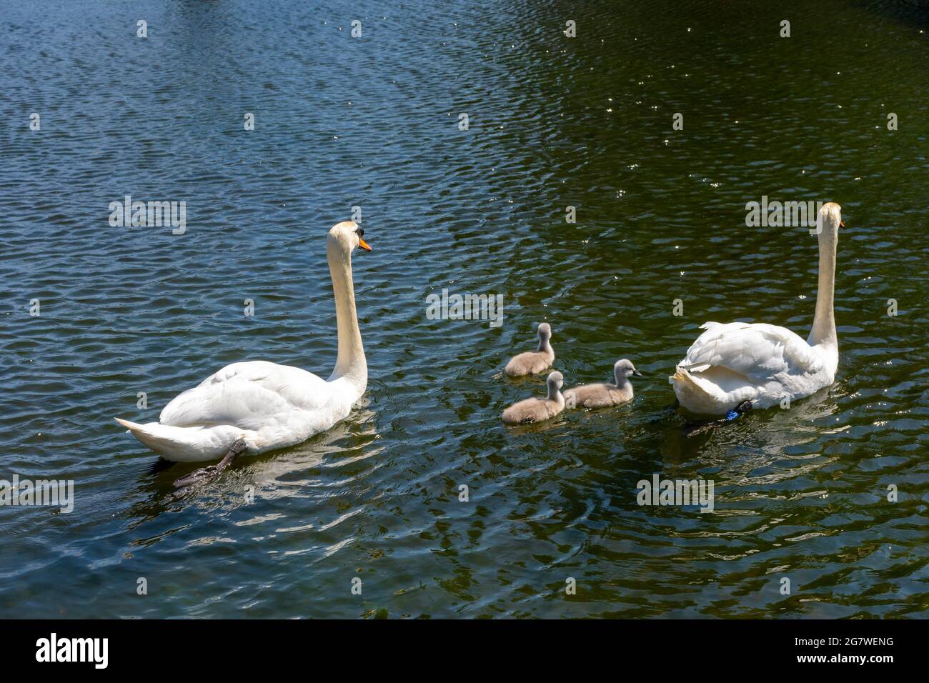 Cygnes et cygnets à la marina de Cotton Field, New Islington, Ancoats, Manchester, Angleterre, ROYAUME-UNI Banque D'Images