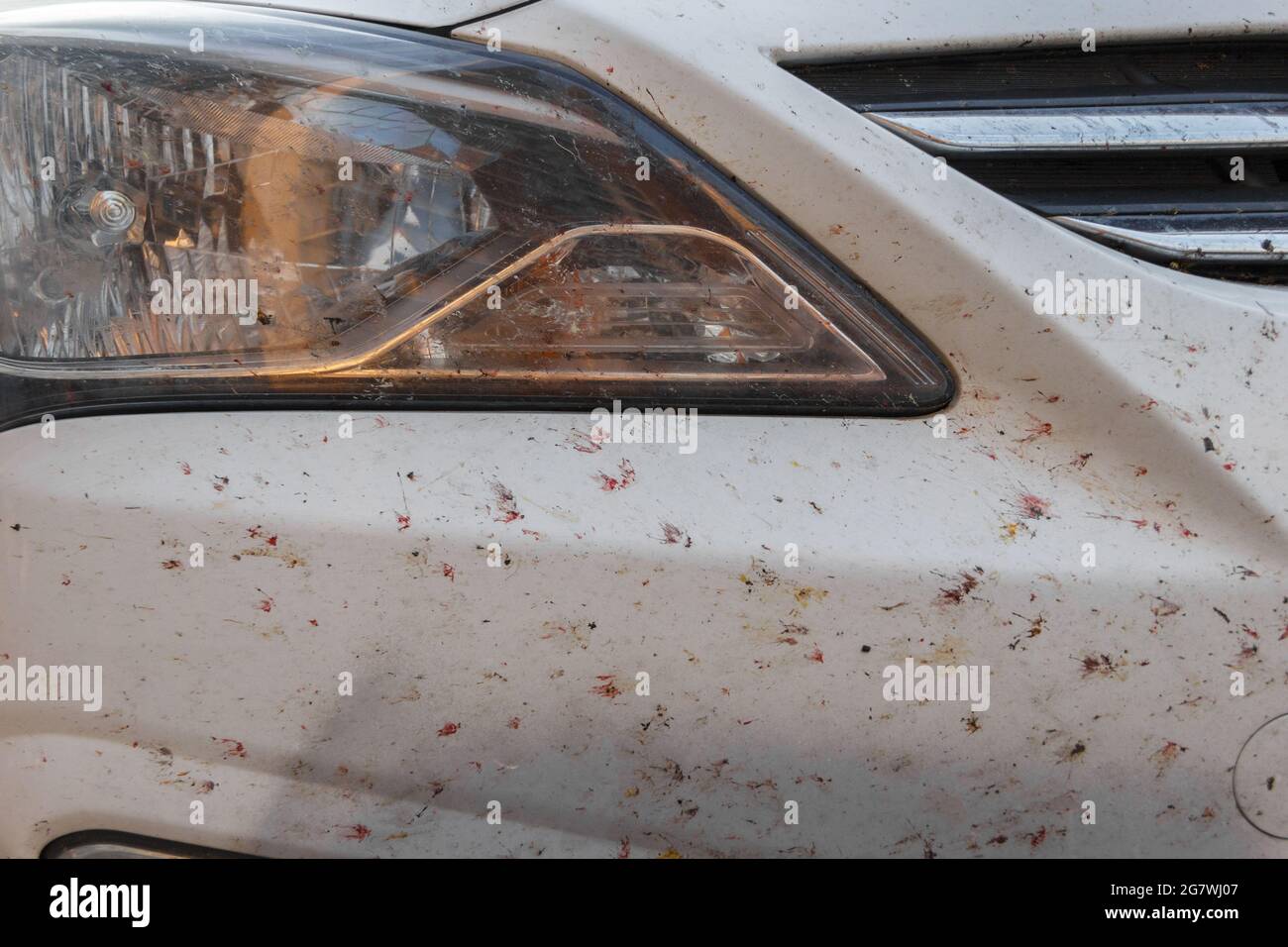 Insectes sur la peinture de voiture, miges cassés. Insectes tués sur le pare-chocs de la voiture Banque D'Images