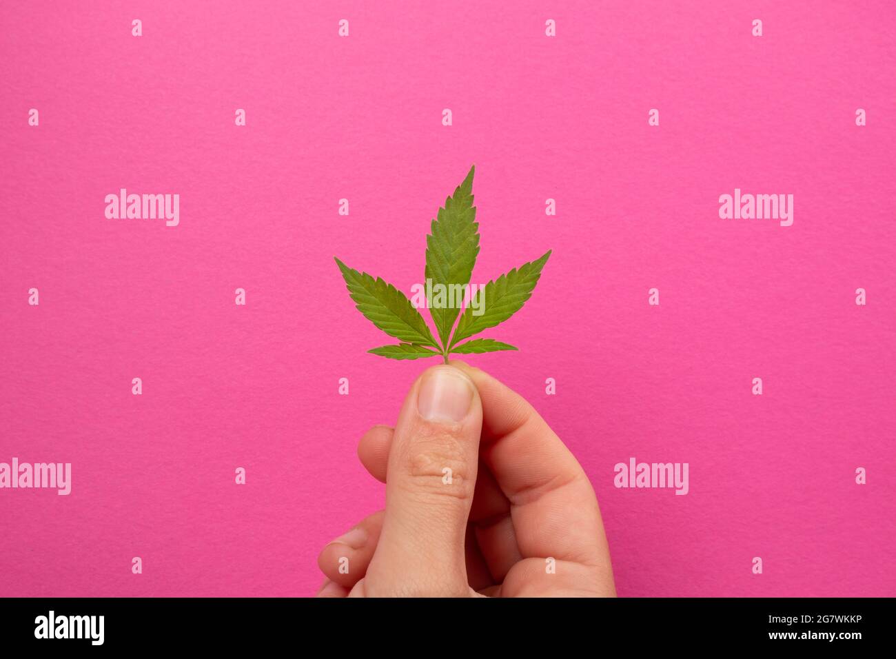 petite feuille de cannabis dans les mains sur fond rose, soin de beauté de peau avec extrait de chanvre. Banque D'Images