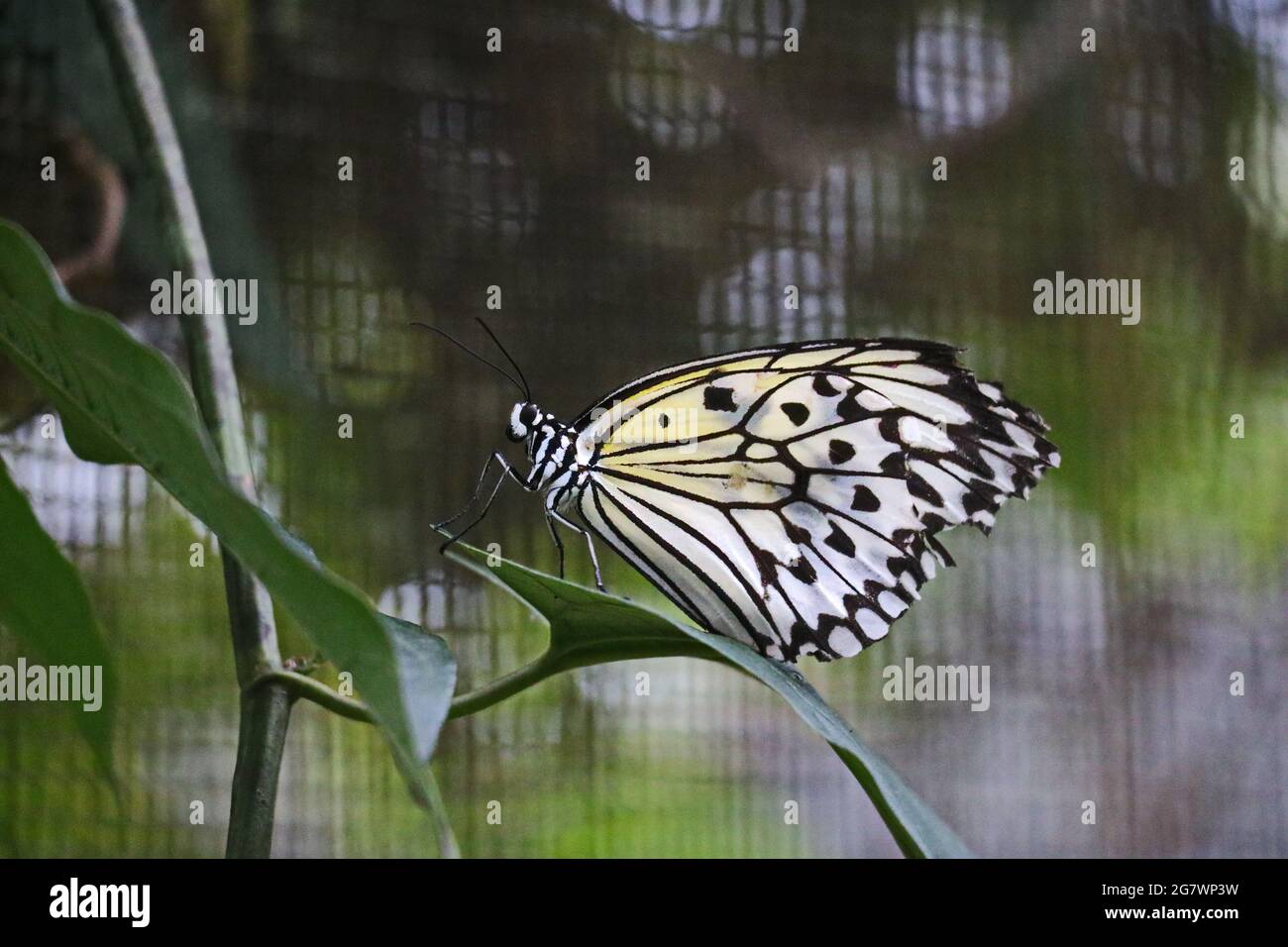 papillon Banque D'Images
