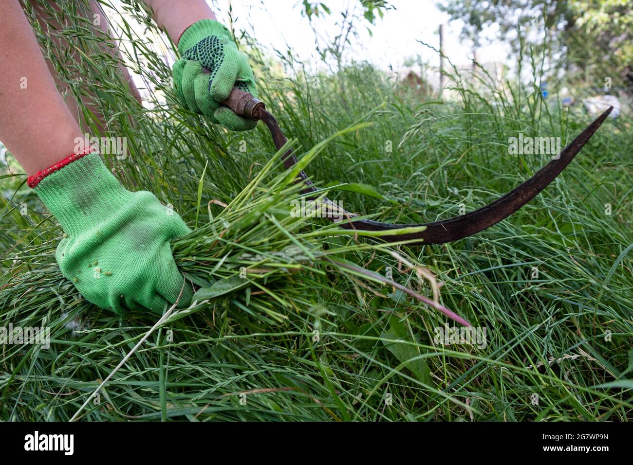 procéder au nettoyage de l'herbe avec une faucille. Banque D'Images