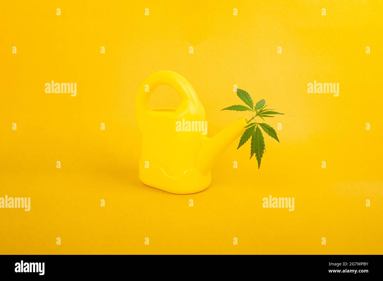 concept de soin de cannabis, arrosoir et plante de marijuana sur fond jaune. Banque D'Images