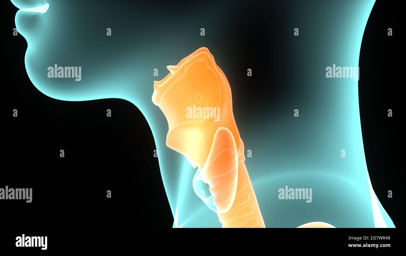 Poumons fait partie de l'anatomie du système respiratoire humain. 3D Banque D'Images